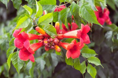kırmızı kampüs tagliabuana çiçekleri, dikkat edin sığ alan derinliği