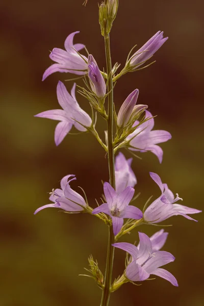 Sorte Cloches Violettes Dans Nature Sur Fond Vert Flou Note — Photo