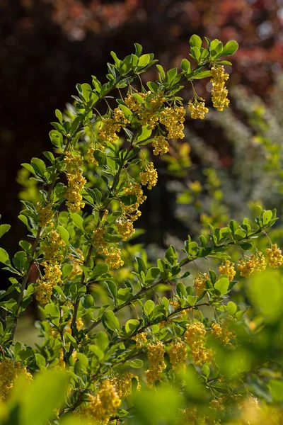 Branches Sauterelles Jaunes Dans Nature Note Faible Profondeur Champ — Photo