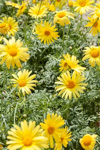 Flores Silvestres Amarillas Con Hojas Verdes Naturaleza Nota Poca Profundidad — Foto de Stock