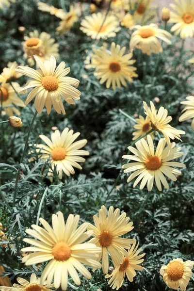 Flores Silvestres Amarelas Com Folhas Verdes Natureza Observe Profundidade Rasa — Fotografia de Stock