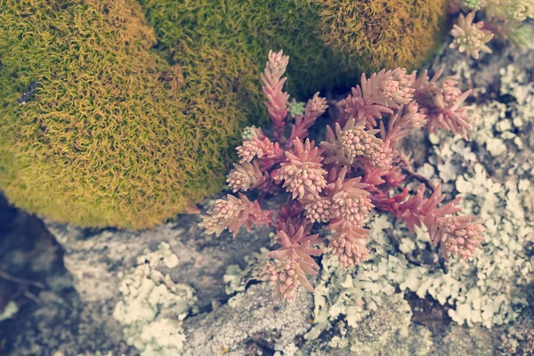 Red Stonecrop Stone Nature Note Shallow Depth Field — Stock Photo, Image