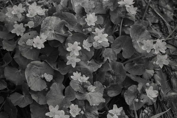 Dağdaki Zehirli Çalı Çiçekleri Gibi Sığ Alan Derinliğine Dikkat Edin — Stok fotoğraf
