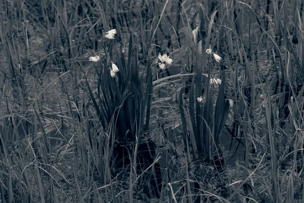 Sneeuwklokjes Aan Het Begin Van Lente Het Water Tussen Het — Stockfoto