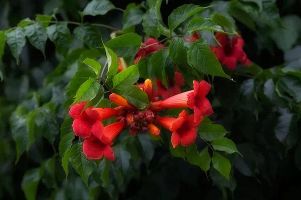 Rode Campsis Tagliabuana Bloemen Natuur Opmerking Ondiepe Diepte Van Het — Stockfoto