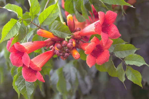 Kırmızı Kampüs Tagliabuana Çiçekleri Dikkat Edin Sığ Alan Derinliği — Stok fotoğraf