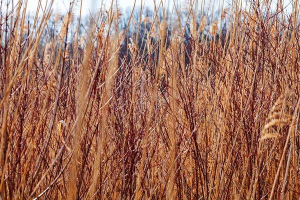 High Dry Reed Swamp Note Shallow Depth Field — 스톡 사진