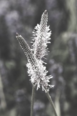 Vahşi bitki doğada, derin alan derinliğine dikkat edin.