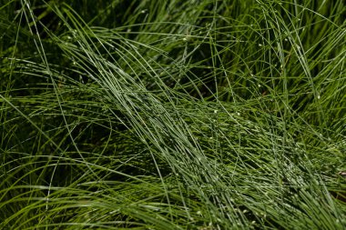 tall green grass after rain, note shallow depth of field