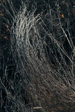 Doğada, Not alan sığ derinliği fırtına sonrası kuru alan çim