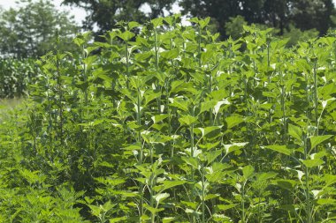 Tarlada uzun yeşil ayçiçeği sapları, dikkat edin sığ alan derinliği