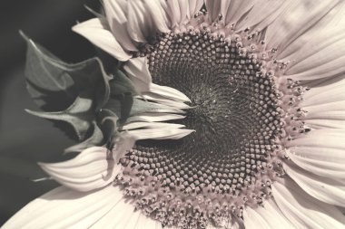 Ayçiçeği güneşli bir günde, dikkat et sığ bir tarla derinliği