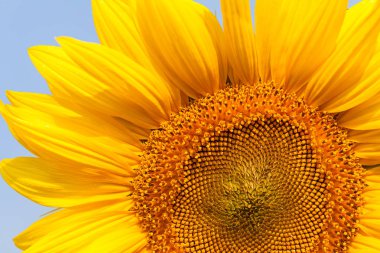 Ayçiçeği güneşli bir günde, dikkat et sığ bir tarla derinliği