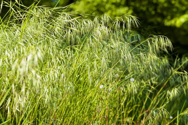 Grama Verde Alta Primavera Observe Profundidade Rasa Campo — Fotografia de Stock