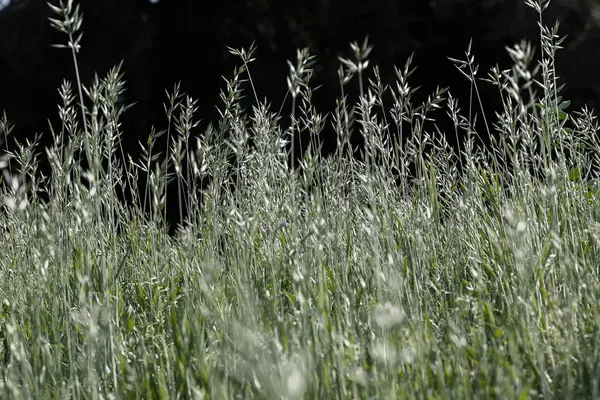 Grama Verde Alta Primavera Observe Profundidade Rasa Campo — Fotografia de Stock