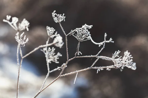 Isolated Dry Wild Plant Nature Note Shallow Depth Field — 스톡 사진