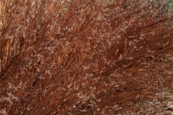 Rödaktigt Torrt Högt Gräs Naturen Notera Grunt Skärpedjup — Stockfoto
