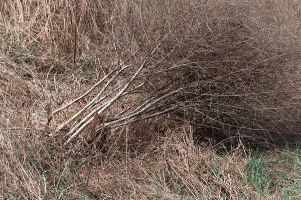 Hierba Del Campo Seco Después Tormenta Naturaleza Nota Poca Profundidad — Foto de Stock