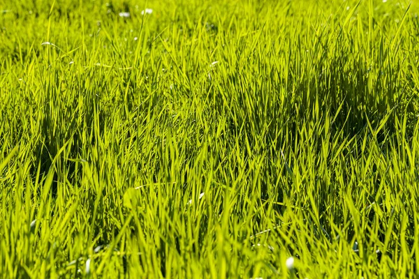 Hierba Verde Alto Primavera Nota Poca Profundidad Campo — Foto de Stock