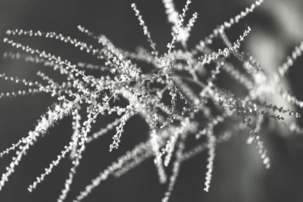 Des Plantes Jardin Barbe Chèvre Avec Minuscules Fleurs Blanches Note — Photo