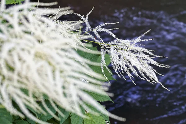 Trädgård Växt Get Skägg Med Små Vita Blommor Notera Grunt — Stockfoto