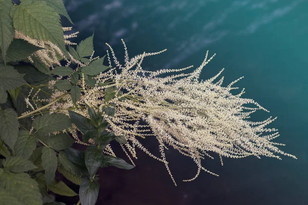 Trädgård Växt Get Skägg Med Små Vita Blommor Notera Grunt — Stockfoto