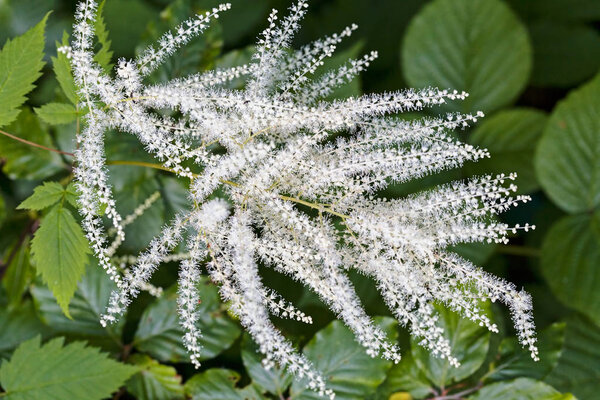 садовое растение "козья борода" с крошечными белыми цветами, обратите внимание на мелкую глубину поля
