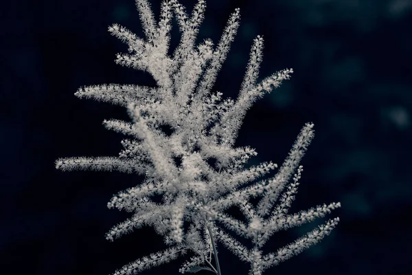 Zahradní Rostlina Kozí Vousy Drobnými Bílými Květy Poznámka Mělká Hloubka — Stock fotografie