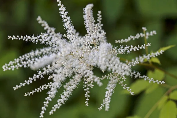 Trädgård Växt Get Skägg Med Små Vita Blommor Notera Grunt — Stockfoto