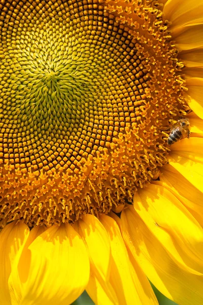 Sonnenblume Einem Sonnigen Tag Beachten Sie Geringe Schärfentiefe — Stockfoto