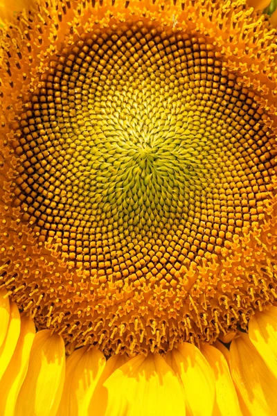 Sonnenblume Einem Sonnigen Tag Beachten Sie Geringe Schärfentiefe — Stockfoto
