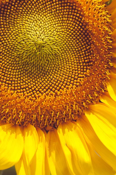 Tournesol Par Une Journée Ensoleillée Note Faible Profondeur Champ — Photo