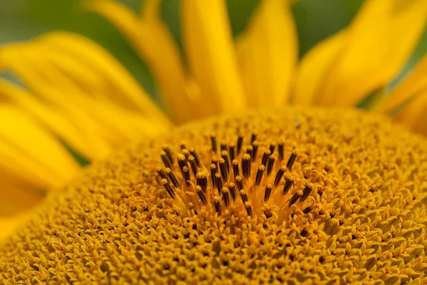 Teil Der Blume Sonnenblume Beachten Sie Flache Schärfentiefe — Stockfoto