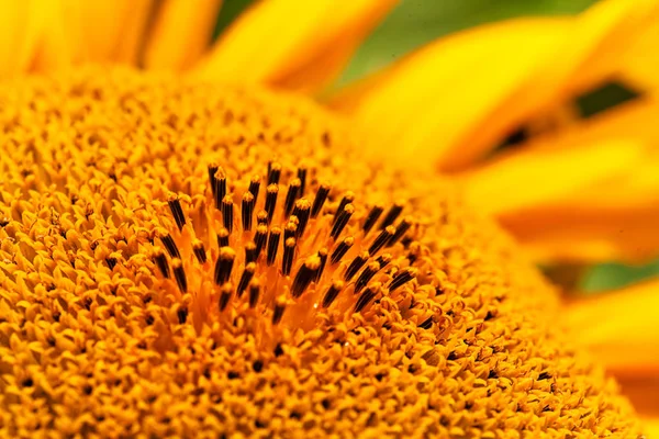 Teil Der Blume Sonnenblume Beachten Sie Flache Schärfentiefe — Stockfoto