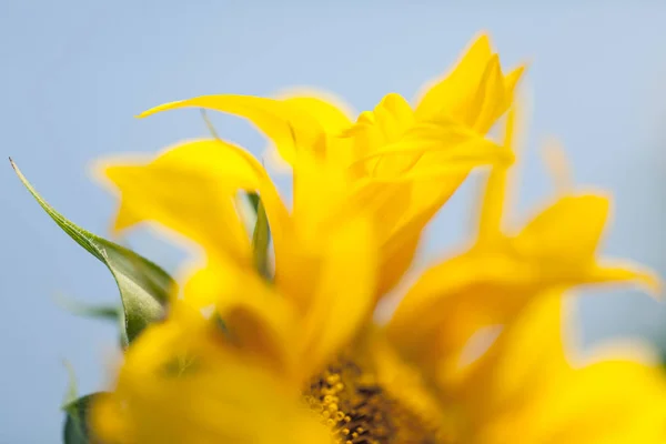 Part Flower Sunflower Note Shallow Depth Field — Stock Photo, Image