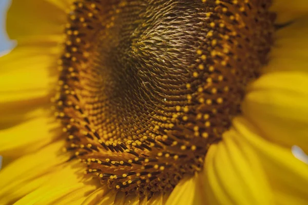 Sonnenblume Einem Sonnigen Tag Beachten Sie Geringe Schärfentiefe — Stockfoto