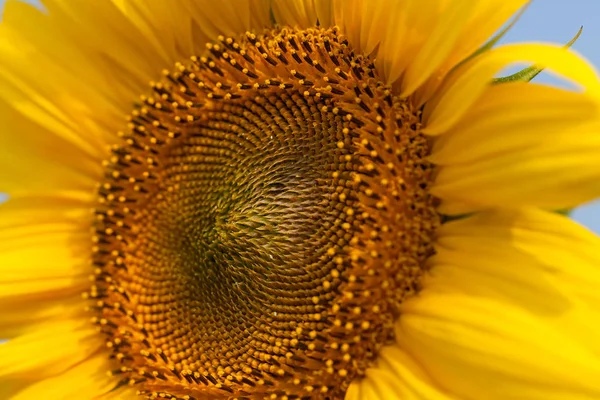Ayçiçeği Güneşli Bir Günde Dikkat Sığ Bir Tarla Derinliği — Stok fotoğraf
