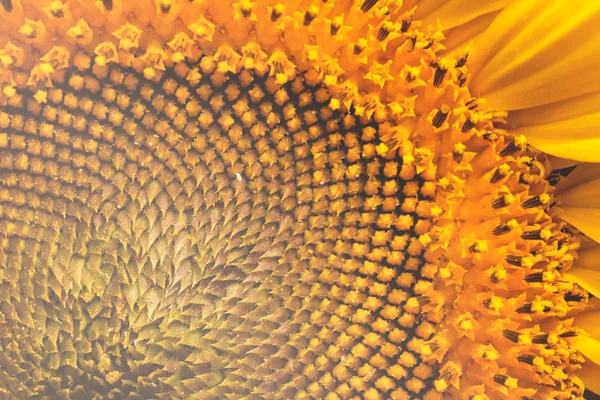 Das Innere Der Blume Sonnenblume Nahaufnahme Beachten Sie Flache Tiefe — Stockfoto