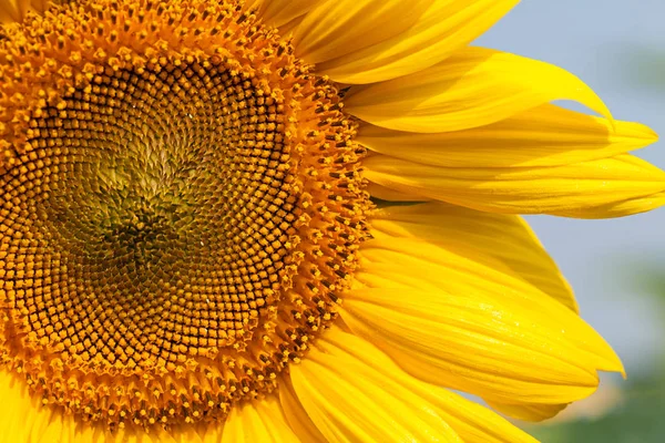 Tournesol Par Une Journée Ensoleillée Note Faible Profondeur Champ — Photo