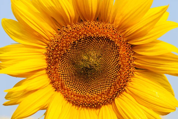 Ayçiçeği Güneşli Bir Günde Dikkat Sığ Bir Tarla Derinliği — Stok fotoğraf