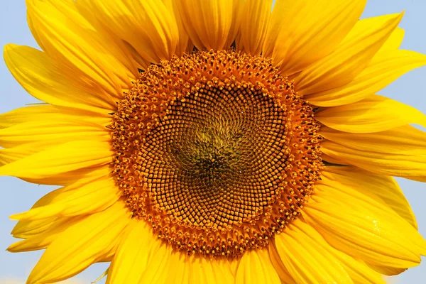 Girasol Día Soleado Nota Poca Profundidad Campo —  Fotos de Stock