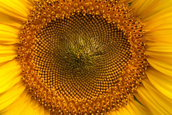 Sonnenblume Einem Sonnigen Tag Beachten Sie Geringe Schärfentiefe — Stockfoto