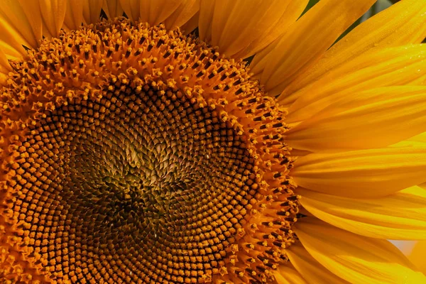 Sonnenblume Einem Sonnigen Tag Beachten Sie Geringe Schärfentiefe — Stockfoto