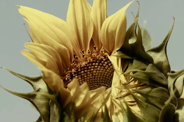 Girassol Antes Abertura Flor Observe Profundidade Rasa Campo — Fotografia de Stock