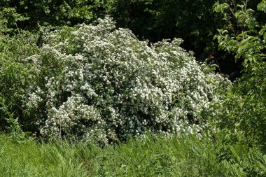 Doğanın dallarında küçük beyaz çiçekleri olan çalılar, sığ tarlaların derinliğine dikkat edin.