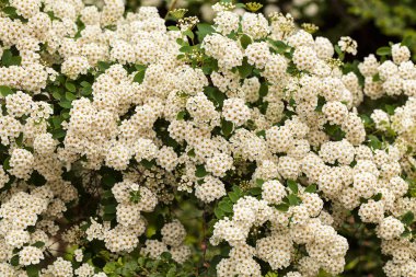 Doğanın dallarında küçük beyaz çiçekleri olan çalılar, sığ tarlaların derinliğine dikkat edin.