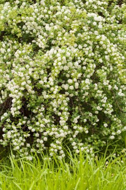 Doğanın dallarında küçük beyaz çiçekleri olan çalılar, sığ tarlaların derinliğine dikkat edin.