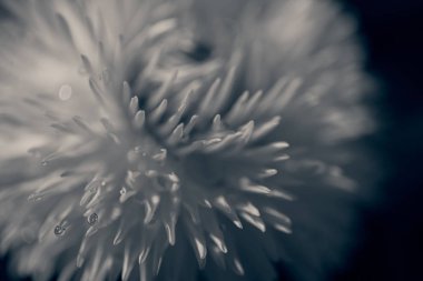 Koyu arkaplanda kabarık beyaz çiçek, sığ alan derinliğine dikkat edin