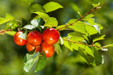 Yağmurdan sonra kiraz dalları, sığ alan derinliğine dikkat edin.