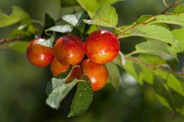 Yağmurdan sonra kiraz dalları, sığ alan derinliğine dikkat edin.